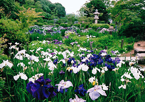 菖蒲まつり