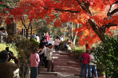 紅葉まつり